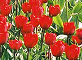 The Volčji Potok Arboretum The Volčji Potok Arboretum, , 1240 Kamnik