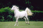 The Lipizzaner horses The Lipizzaner horses, , 6210 Sežana