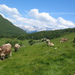 Žvanč tourist farm, Kobarid